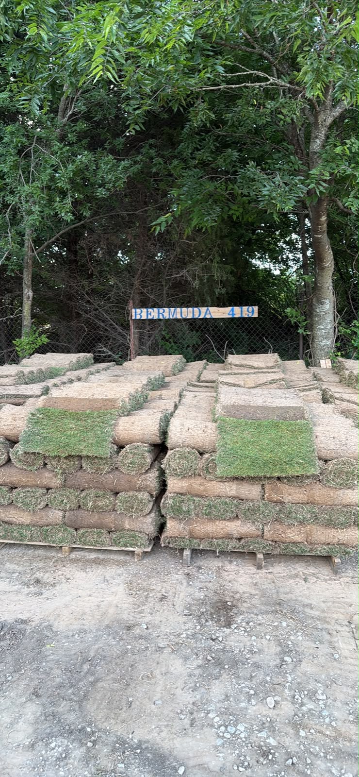 Bermuda 419 Sod