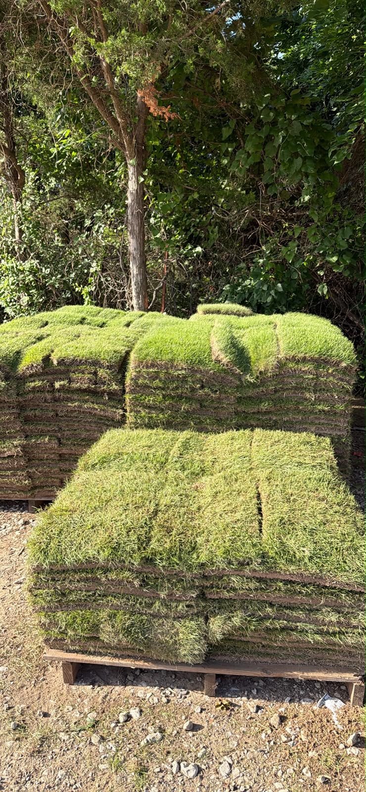 Sod pallets in yard