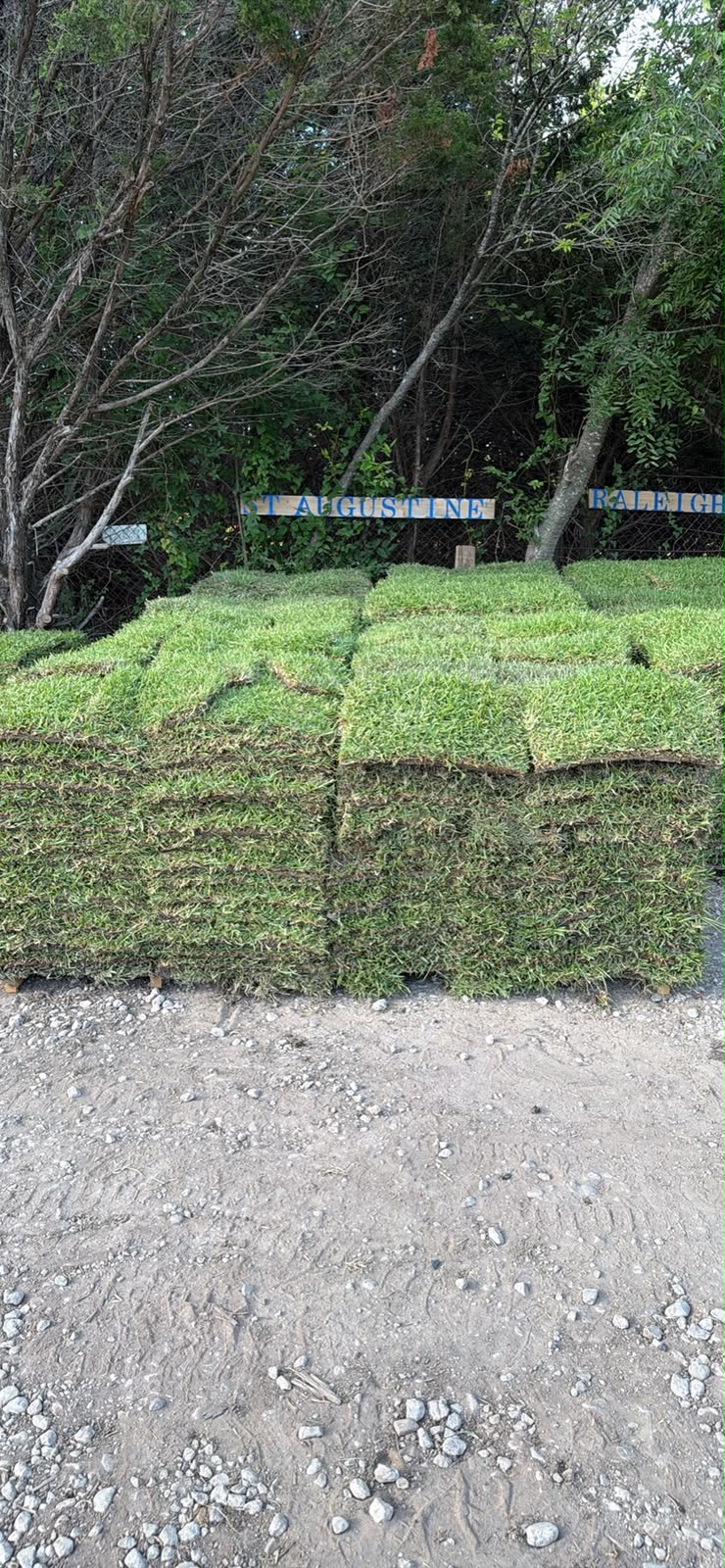 St Augustine Raleigh Sod